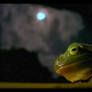Froggy Moon