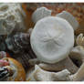 Shells From Badu Island