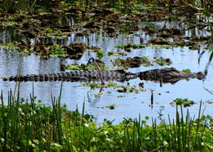 Alligator at Green Cay Wetlands