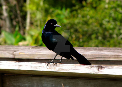 Boat-tailed Grackle II