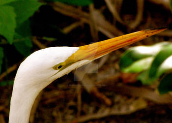 Great Egret