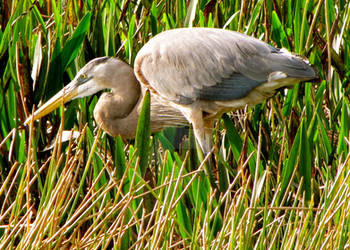 Great Blue Heron