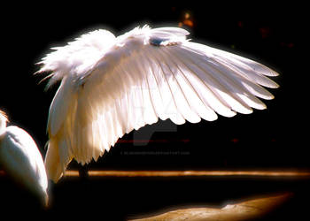 open wing great egret