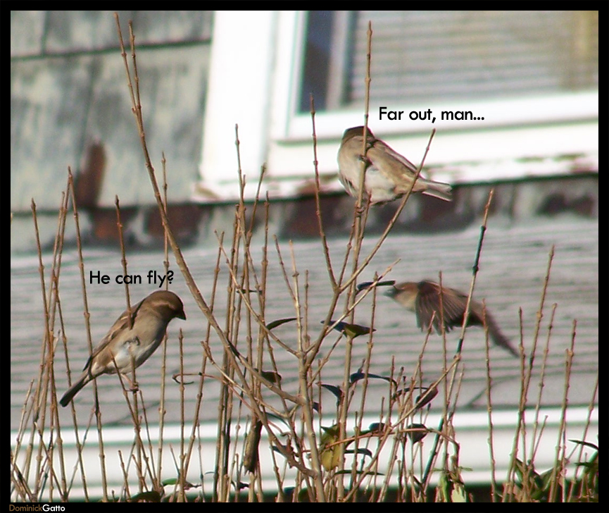 Birds on Weed