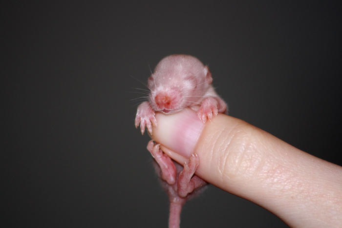 Новорожденные детеныши мыши. Новорожденные крысята Дамбо. Крыса Дамбо новорождения. Новорожденный крысенок Дамбо. Новорожденные крысы Дамбо.