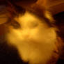 Ghost Kitty thinks yer sechsee