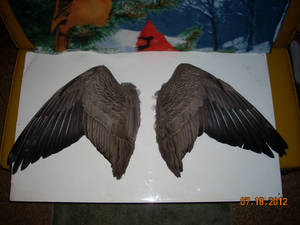 Wings