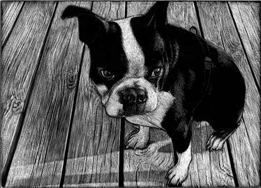 Charlie the Boston Terrier - WIP