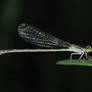 damselfly.