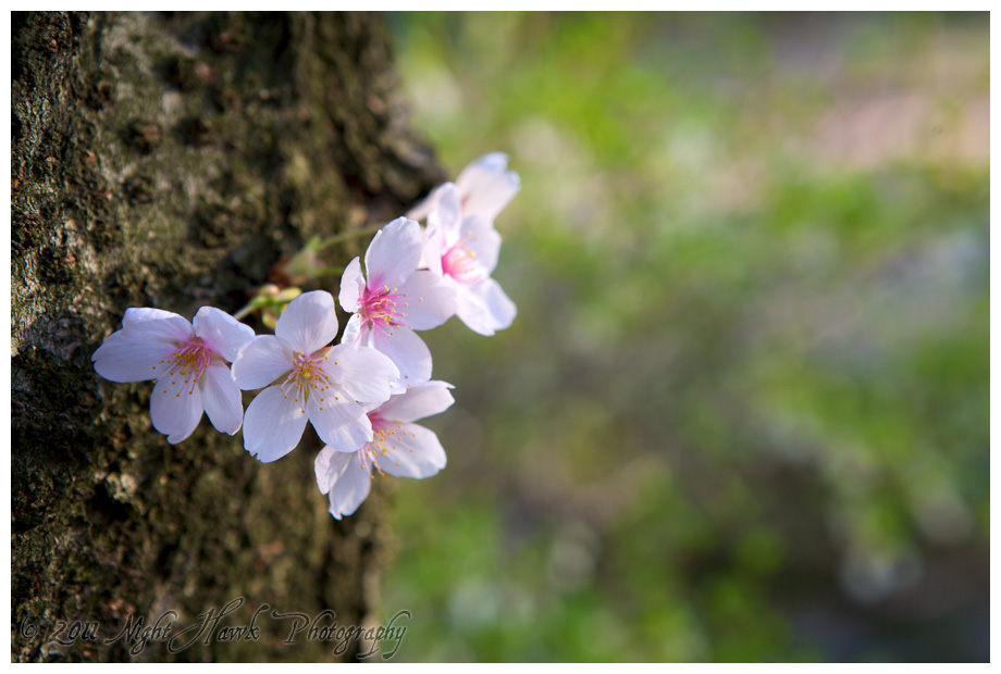 Emergent Sakura