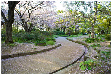 Sakura Dori