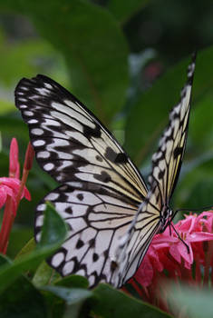 heavenly winged hearts