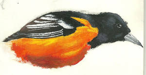 Baltimore Oriole