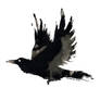 Ink Raven 10