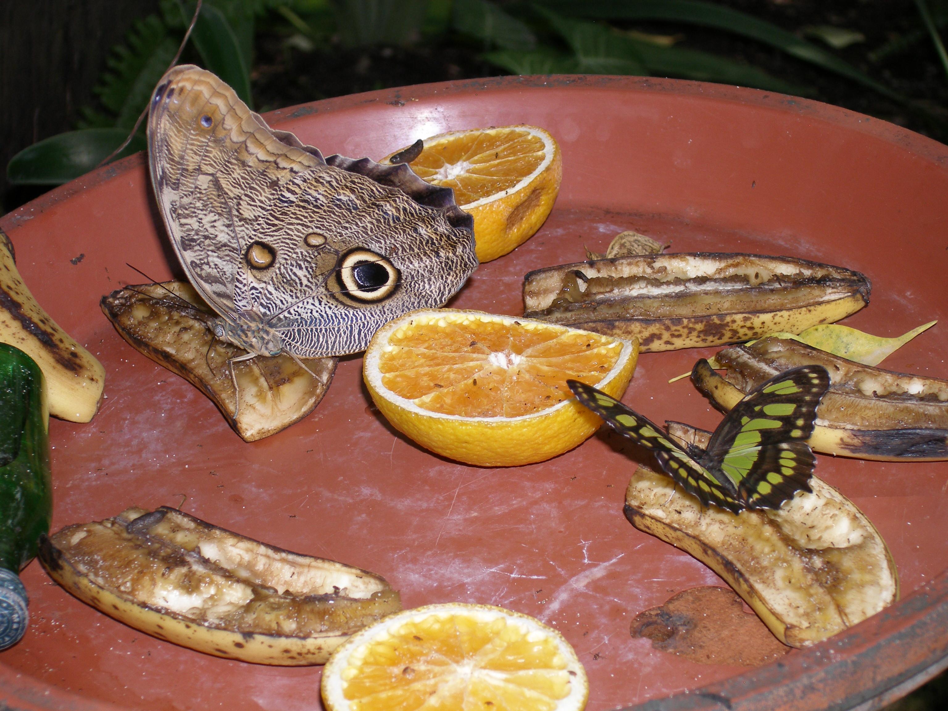 Aruba Butterflies 11