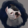 American Staffordshire Terrier