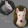 Bull Terrier