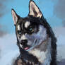 Sibirsky husky