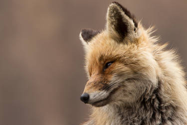 The fox secret