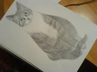 Kitty Drawing