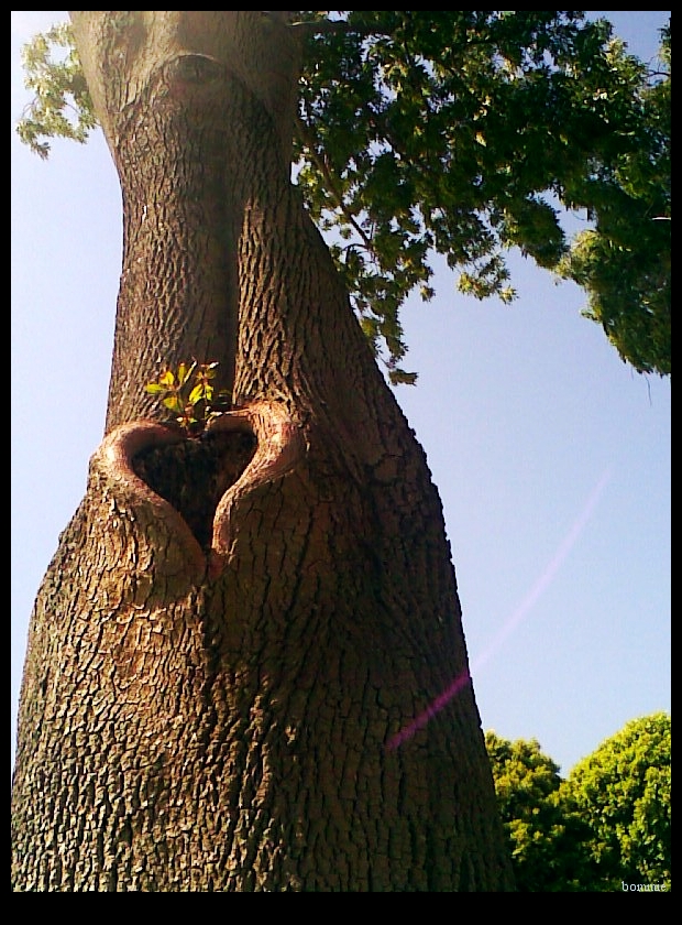 love is found even in trees