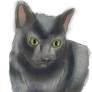 Houdini, the little black panther