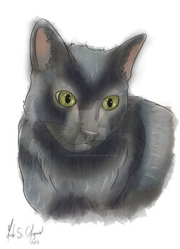 Houdini, the little black panther