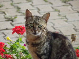 Cat and flower