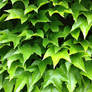 Leafy Wall