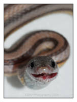 Who says snakes can't smile?