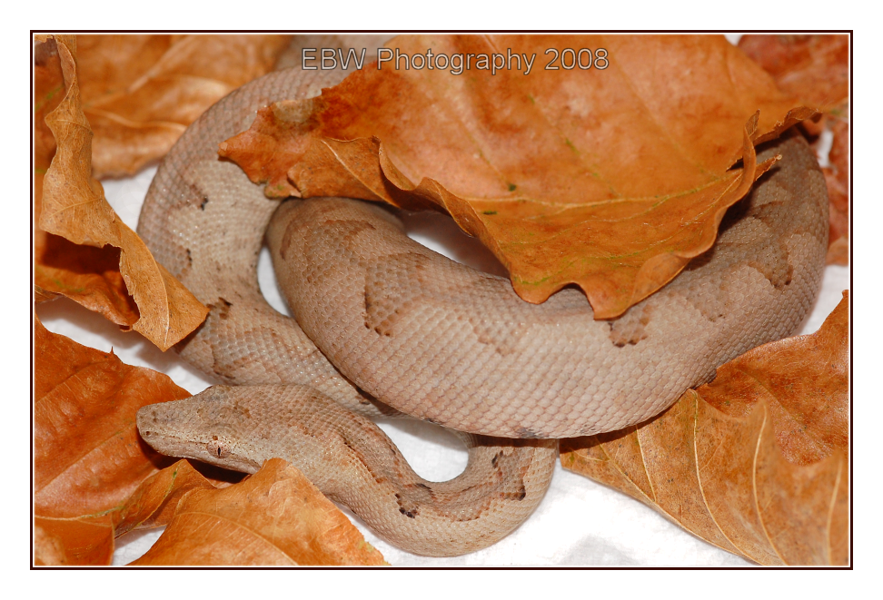 Autumn Boa