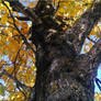 Tree At The Autumn