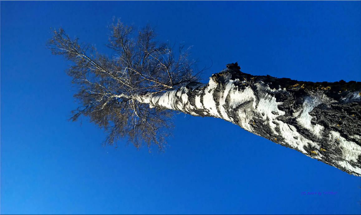 Very Long Tree by vytra on DeviantArt