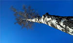 Very Long Tree by vytra