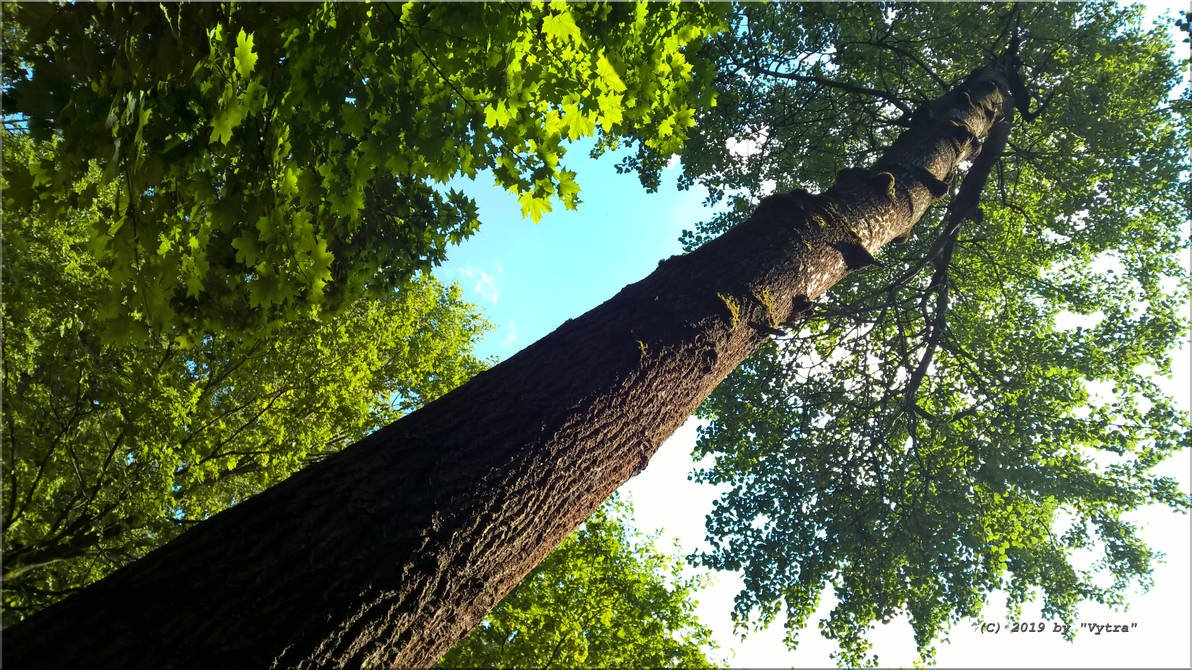 Another Very Long Tree by vytra on DeviantArt