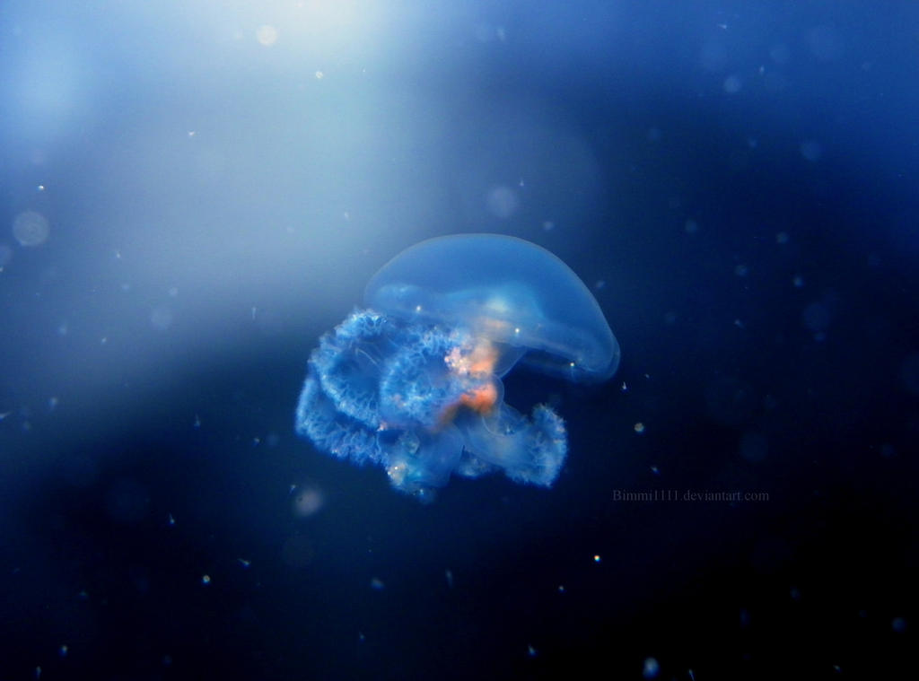 Tiny Jelly by Bimmi1111