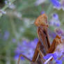 Praying Mantis II