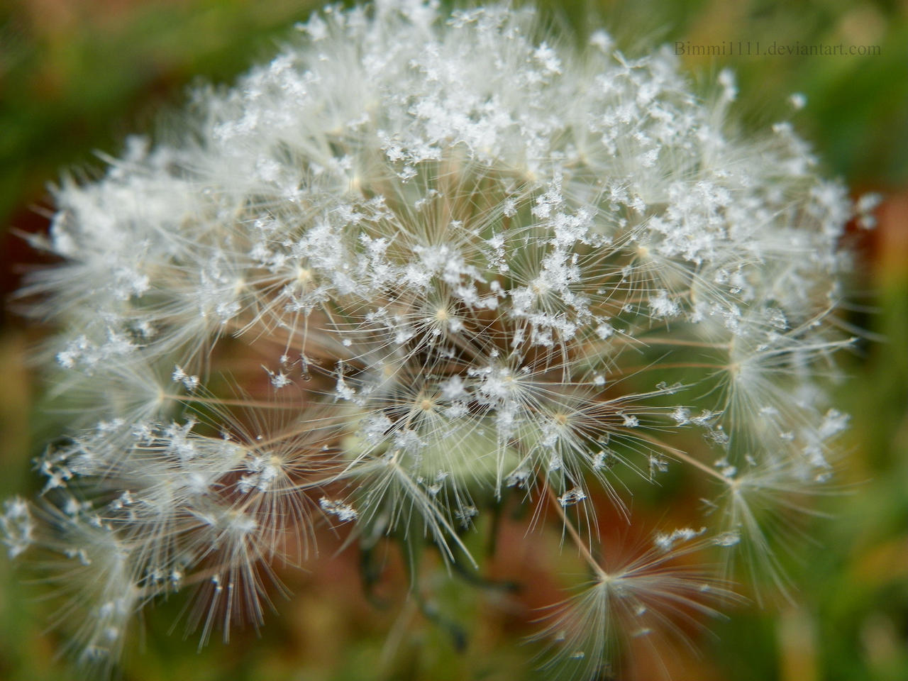 Wishes for snow