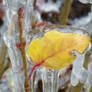 Frozen leaf