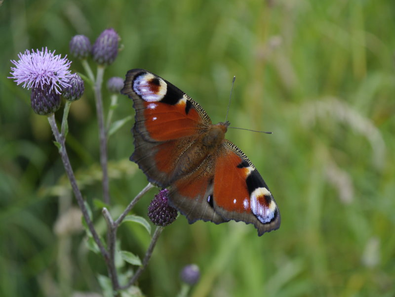 butterfly