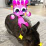 Pinki found my Bun-Bun!