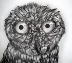 Owl Drawing (9th Grade)