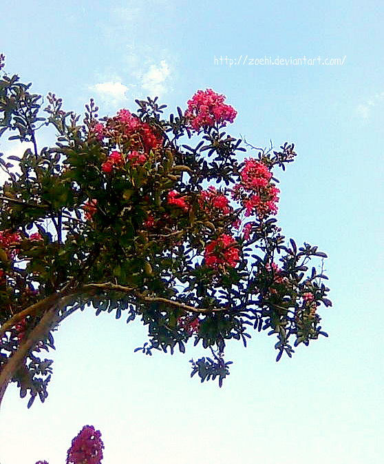 Pink flowers