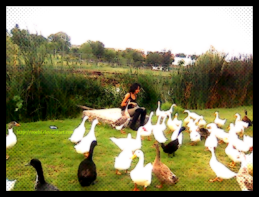 The girl and the ducks II