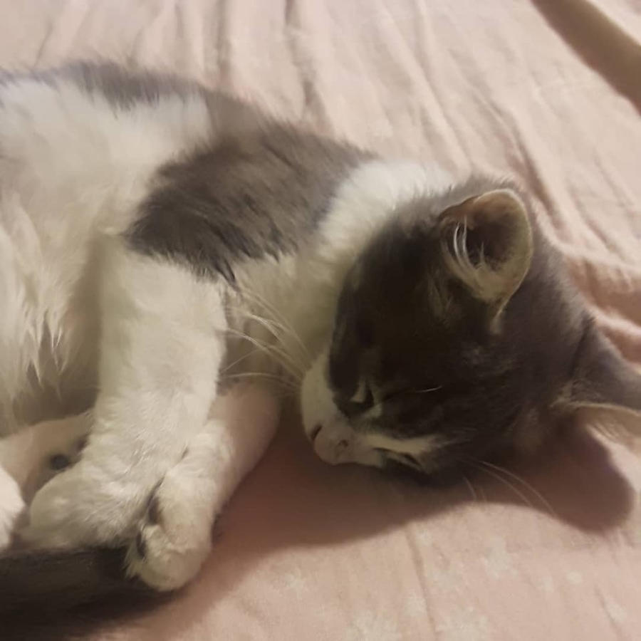 Victory Nap
