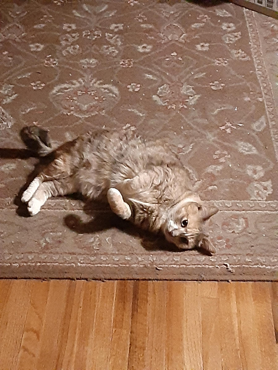 The Silly One