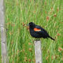 Red Winged Blackbird