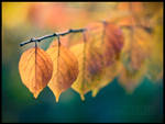 Fall Leaf Colors by ChudoLena