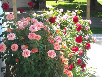 Rose Bushes