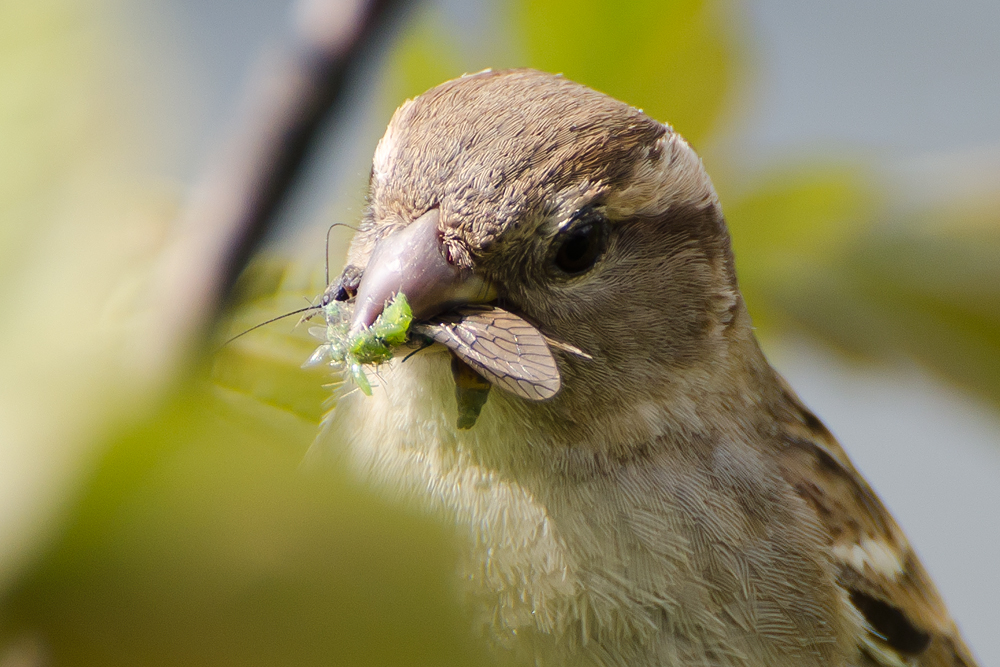 Sparrow catches a grasshopper